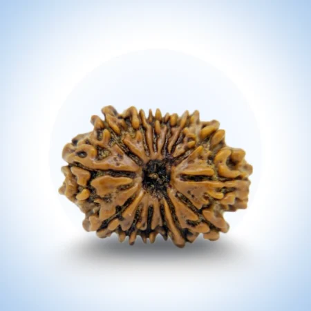 14 Mukhi Rudraksha