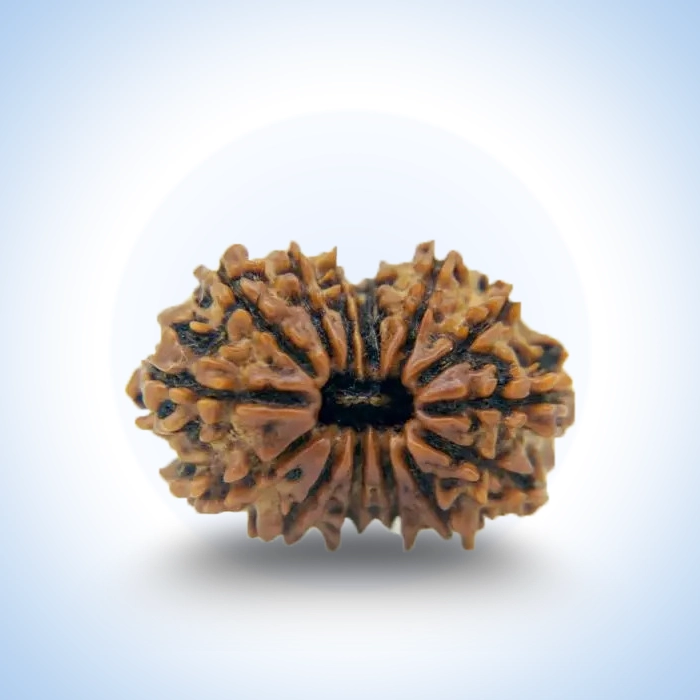 14 Mukhi Rudraksha