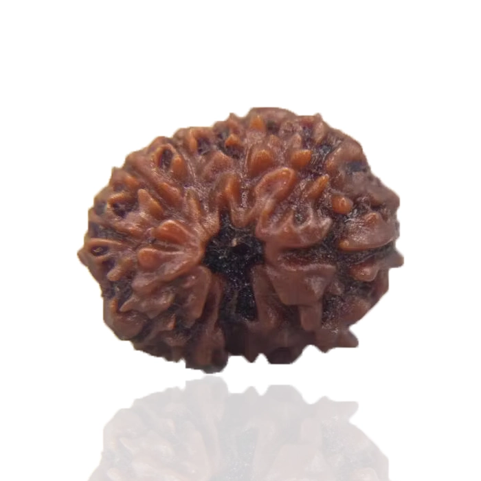 12 Mukhi Rudraksha
