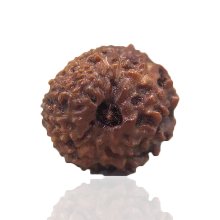 12 Mukhi Rudraksha