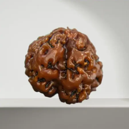 1 Mukhi Round Rudraksha