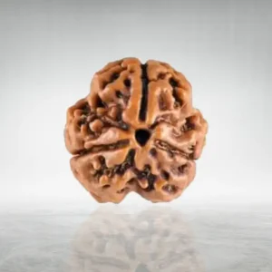 3 Mukhi Rudraksha