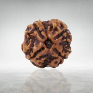 4 Mukhi Rudraksha