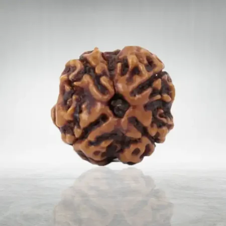 4 Mukhi Rudraksha