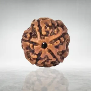 5 Mukhi Rudraksha