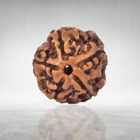 5 Mukhi Rudraksha