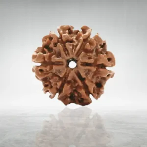 6 Mukhi Rudraksha