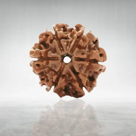 6 Mukhi Rudraksha