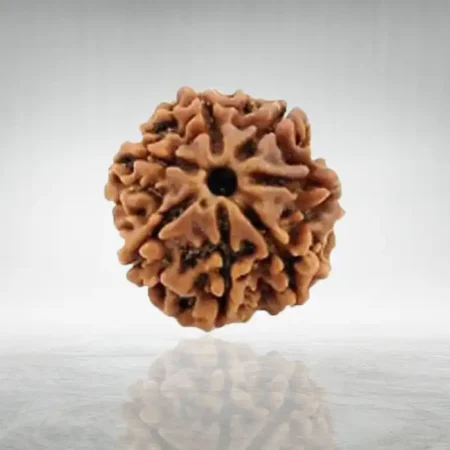 7 Mukhi Rudraksha