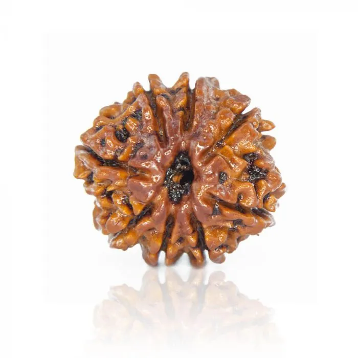 12 Mukhi Rudraksha