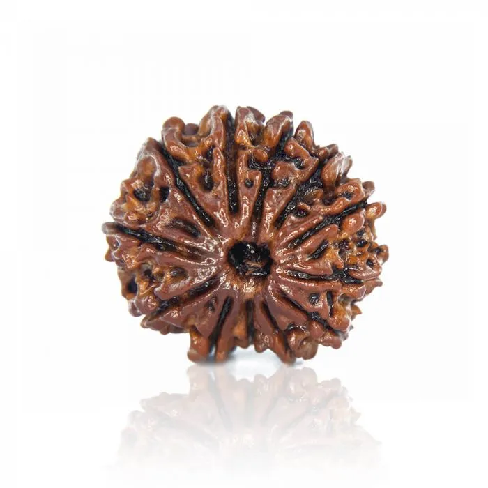 12 Mukhi Rudraksha