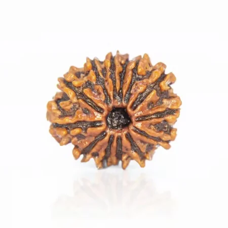 13 Mukhi Rudraksha